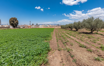 Terrain agricole à vendre avec champs verts, rangées d’arbres et vue dégagée sur la ville et les montagnes sous un ciel bleu. Angle 7