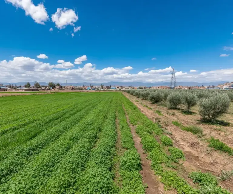 Champ agricole au Maroc avec des rangées d'oliviers et des cultures verdoyantes, une silhouette urbaine et un ciel bleu.