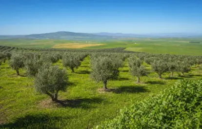 Rangées d'oliviers matures sur une ferme oléicole à vendre à Fès, avec terres agricoles verdoyantes et collines