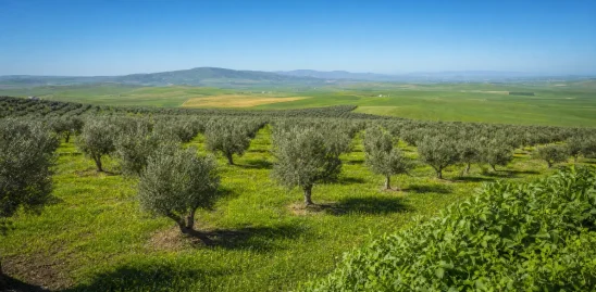 Rangées d'oliviers matures sur une ferme oléicole à vendre à Fès, avec terres agricoles verdoyantes et collines