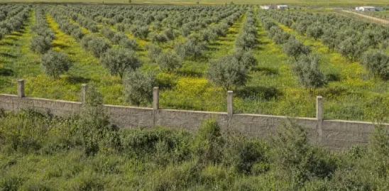 Rangées d'oliviers matures sur une ferme oléicole à vendre à Fès, avec terres agricoles verdoyantes et collines